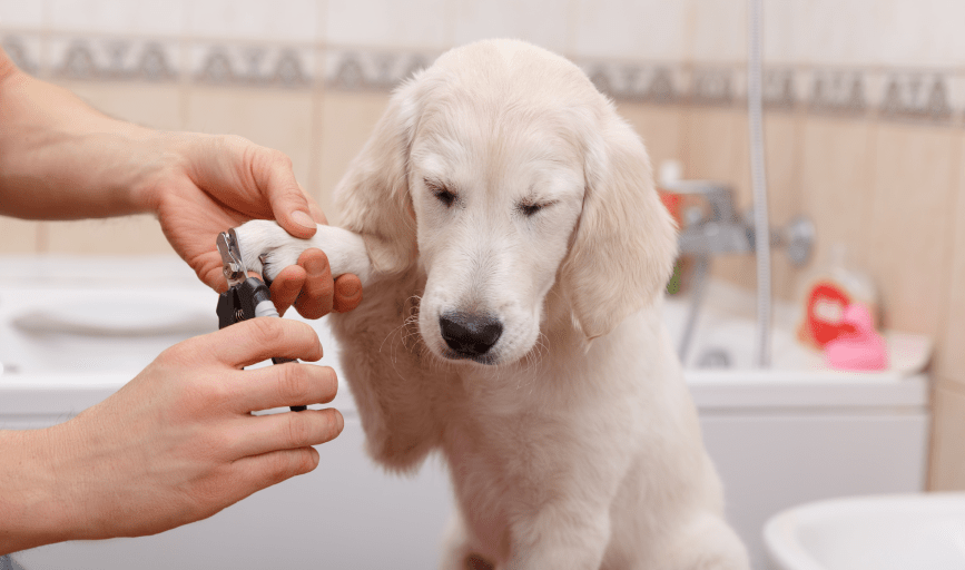 Dog Nail Trimming