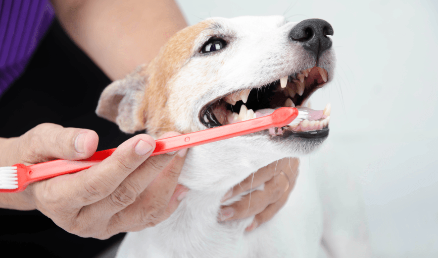Dog Teeth Brushing